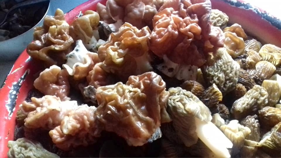 Строчки із зморшковими шапочками