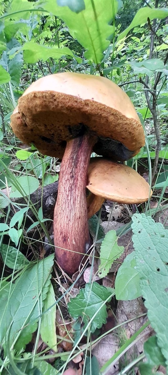 Дубовики