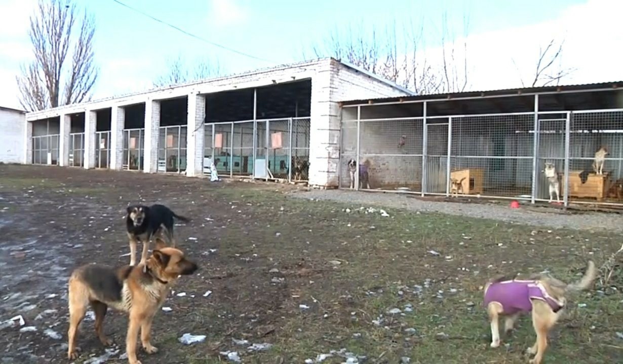 Притулок для тварин у Львові