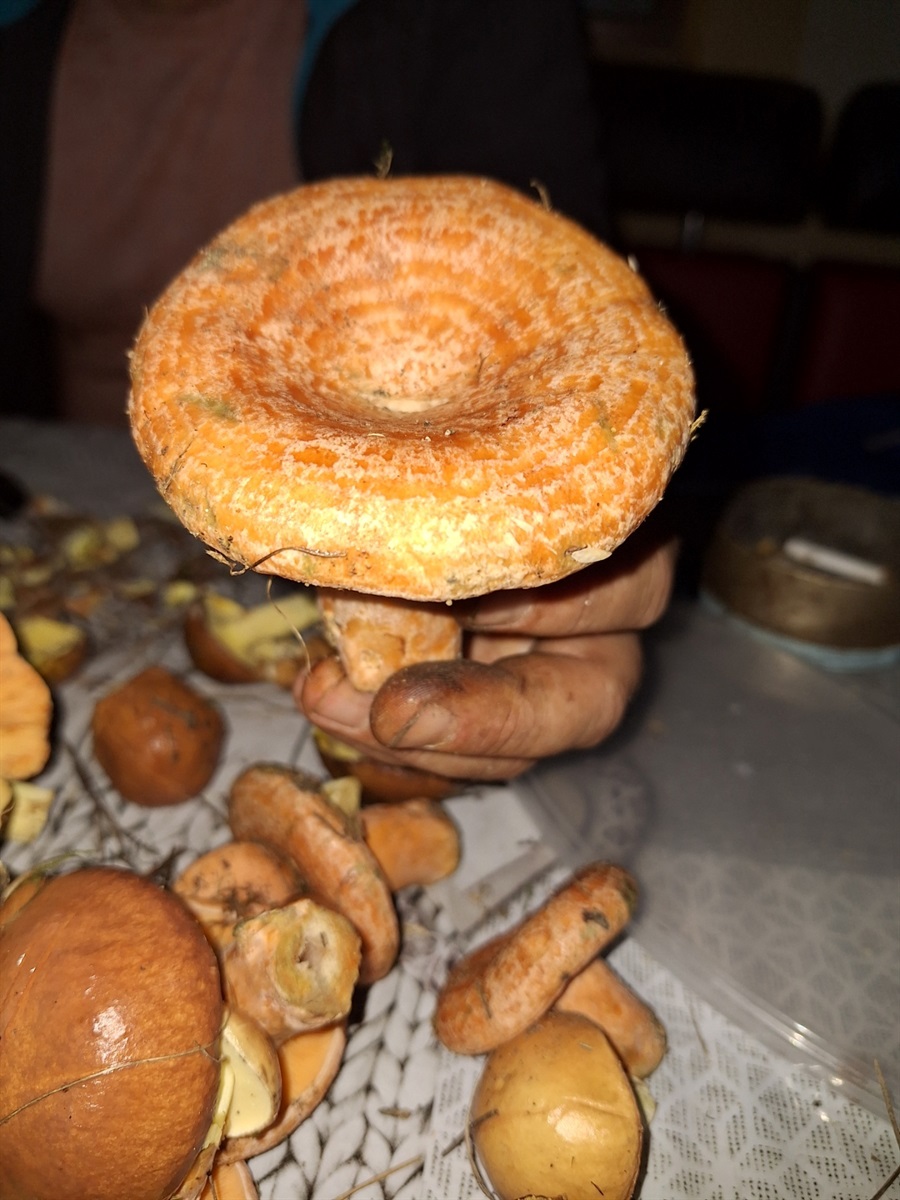Рижики бувають і такими