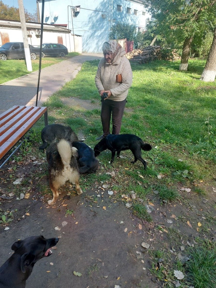 Місцева волонтерка Світлана Григорецька підгодовує собак у парку