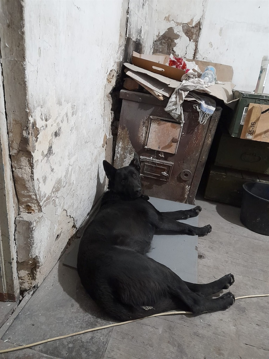 Гіта на позиції живе поруч з господарем