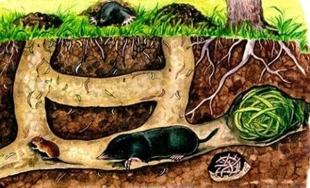 Кротячі ходи
